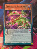 Predaplant Bufolicula Common Dimension Force DIFO-EN018 LP