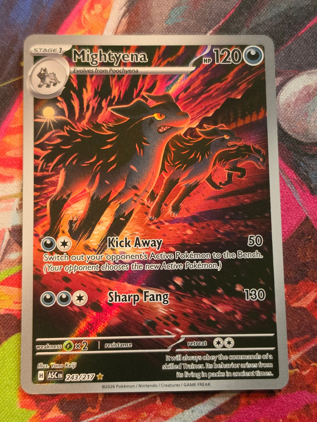 Mightyena Illustration Rare ME: Ascended Heroes 243/217 NM Pokemon